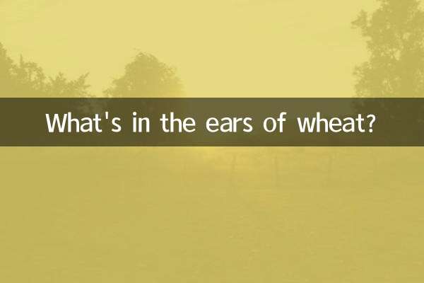 در خوشه گندم چیست؟