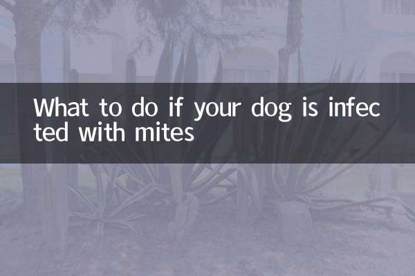 اگر سگ شما به کنه آلوده شد چه باید کرد؟