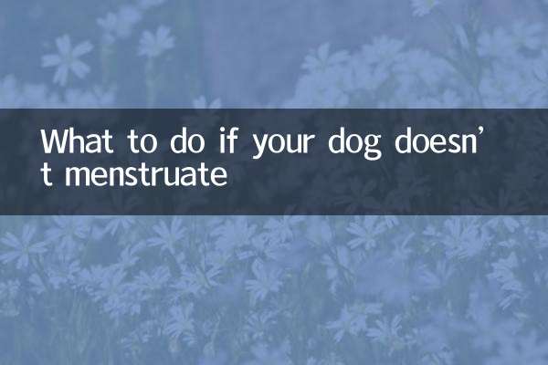 Was tun, wenn Ihr Hund keine Menstruation hat?