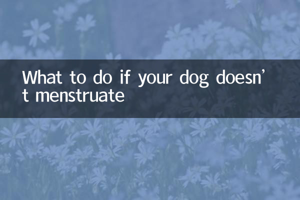 Was tun, wenn Ihr Hund keine Menstruation hat?