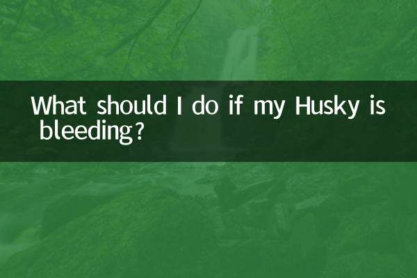 What should I do if my Husky is bleeding?