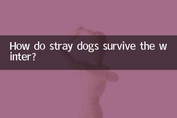 How do stray dogs survive the winter?