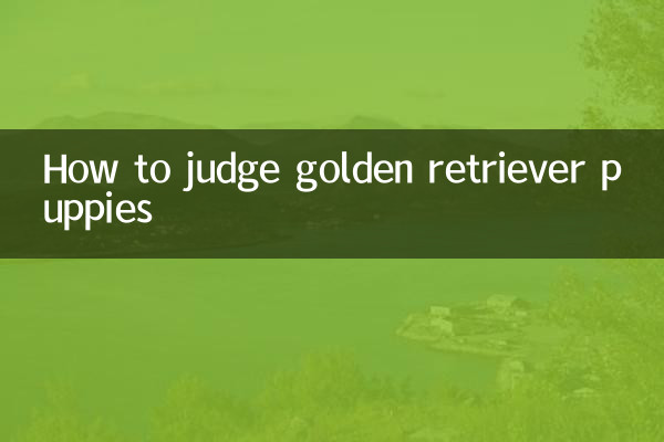 How to judge golden retriever puppies