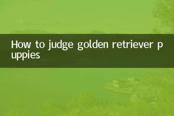 Como julgar filhotes de golden retriever