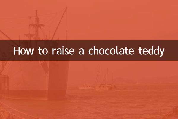 巧克力色泰迪怎么养