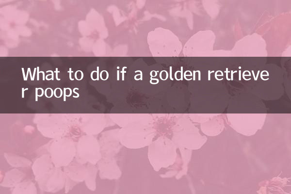 What to do if a golden retriever poops