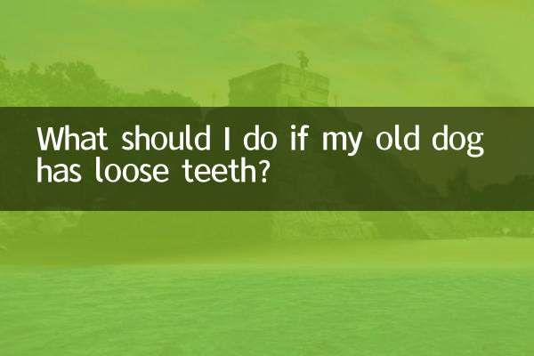 What should I do if my old dog has loose teeth?