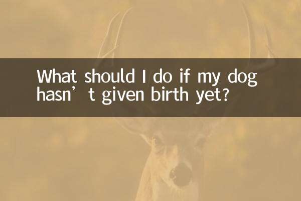 Что делать, если моя собака еще не родила?