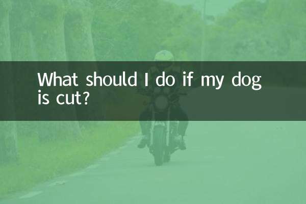 개가 상처를 입었을 경우 어떻게 해야 합니까?