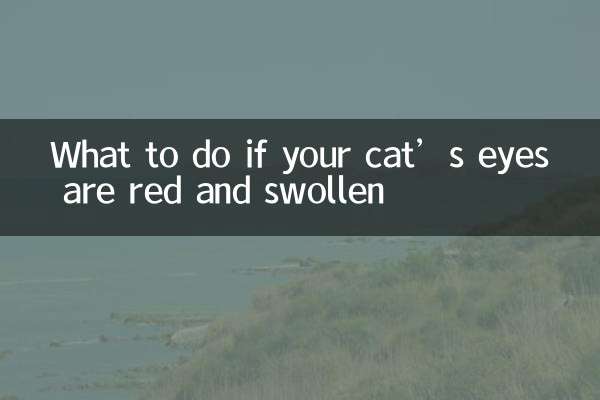 Qué hacer si los ojos de tu gato están rojos e hinchados