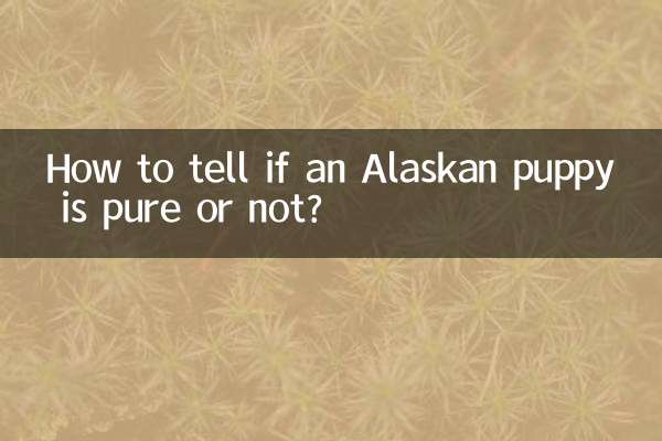 알래스카 강아지가 순수한지 아닌지 어떻게 알 수 있나요?