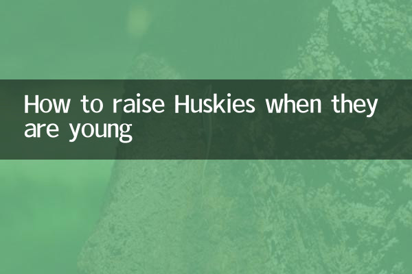 Wie man Huskys großzieht, wenn sie jung sind