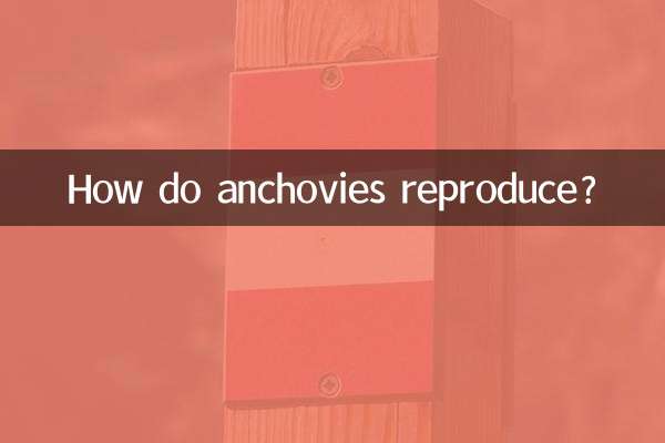 آنچوی چگونه تولید مثل می کند؟