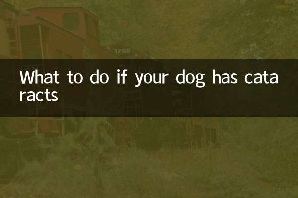 Que faire si votre chien a des cataractes