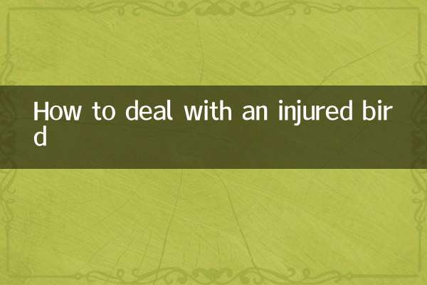 다친 새를 다루는 방법