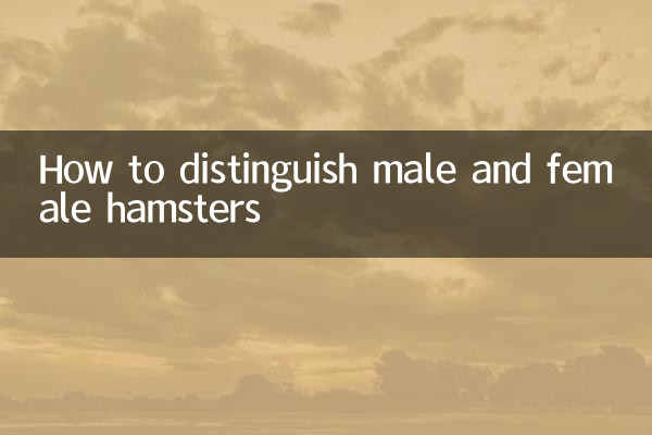 Wie man männliche und weibliche Hamster unterscheidet