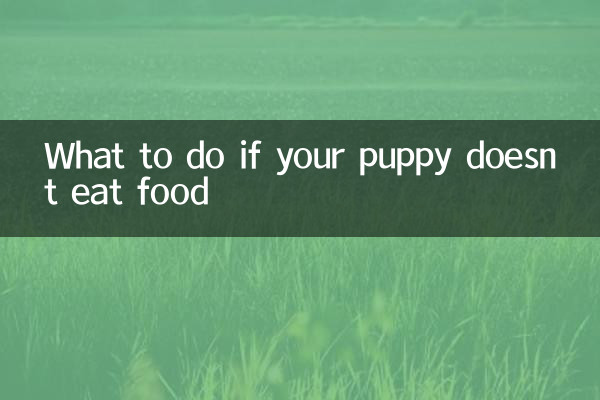 O que fazer se o seu cachorro não comer comida