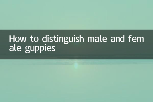 Como distinguir guppies machos e fêmeas