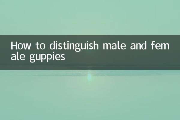 Como distinguir guppies machos e fêmeas