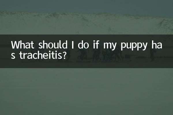 What should I do if my puppy has tracheitis?