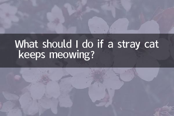 What should I do if a stray cat keeps meowing?