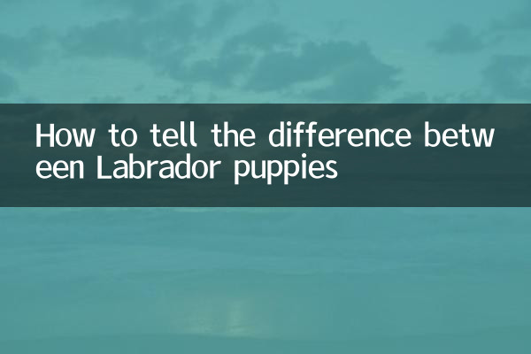 Как отличить щенков лабрадора