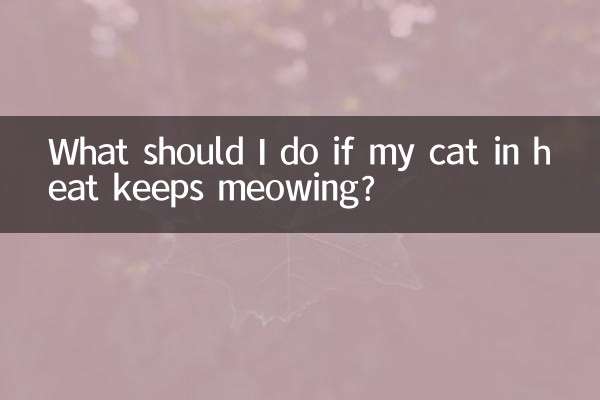 What should I do if my cat in heat keeps meowing?