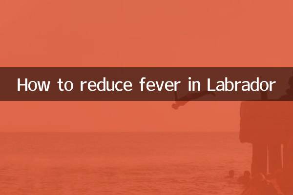 래브라도에서 열을 내리는 방법