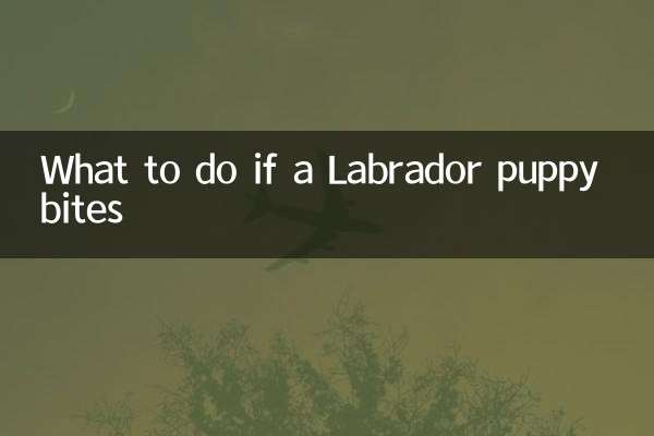 ラブラドールの子犬が噛んだ場合の対処法