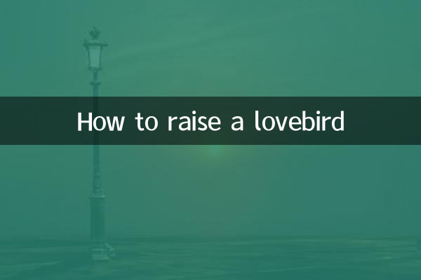 Wie man einen Turteltauben großzieht