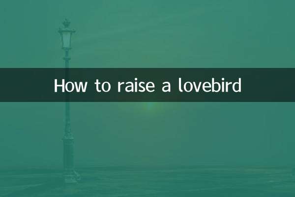 چگونه مرغ عشق بزرگ کنیم