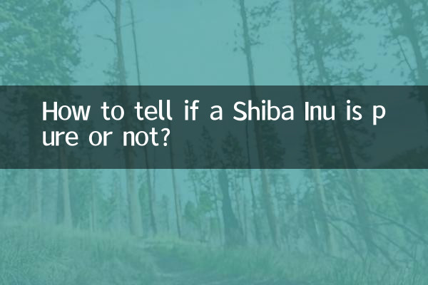 怎么看柴犬纯不纯