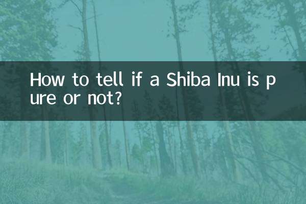 怎么看柴犬纯不纯