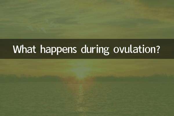 What happens during ovulation?