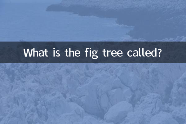 無花果樹叫什麼