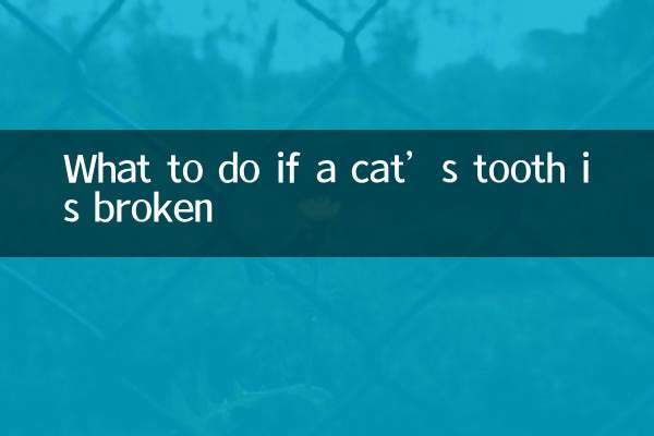 Qué hacer si a un gato se le rompe un diente