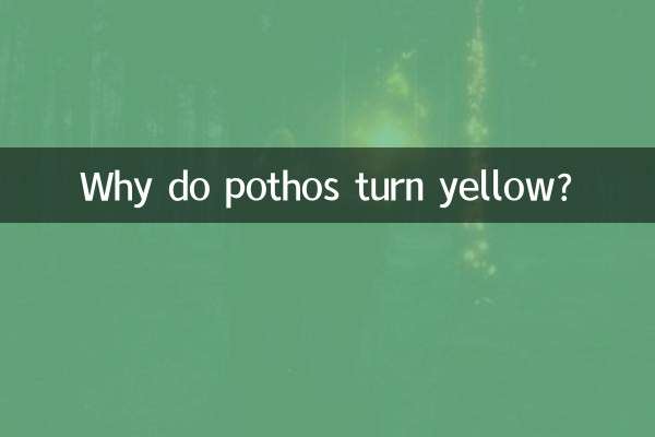 Почему потос желтеет?