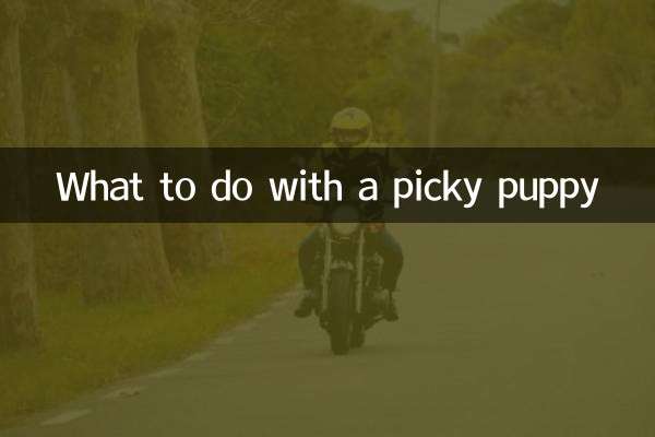 با یک توله سگ حساس چه کنیم