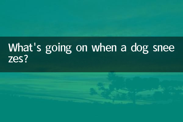 Was passiert, wenn ein Hund niest?