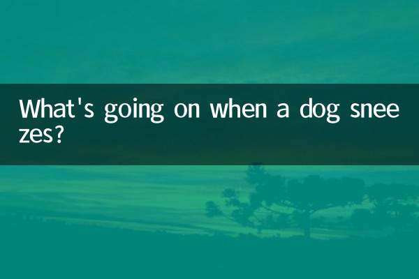 O que acontece quando um cachorro espirra?
