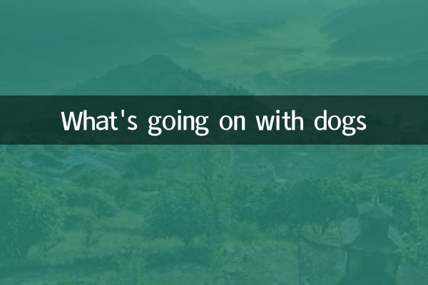 What's going on with dogs