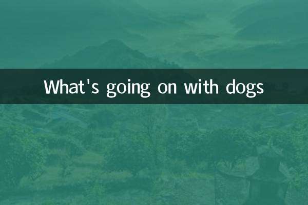 What's going on with dogs