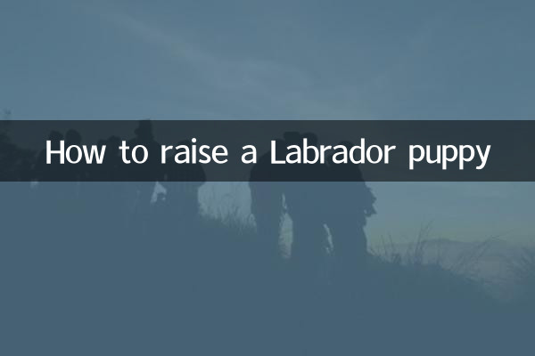 Como criar um filhote de labrador