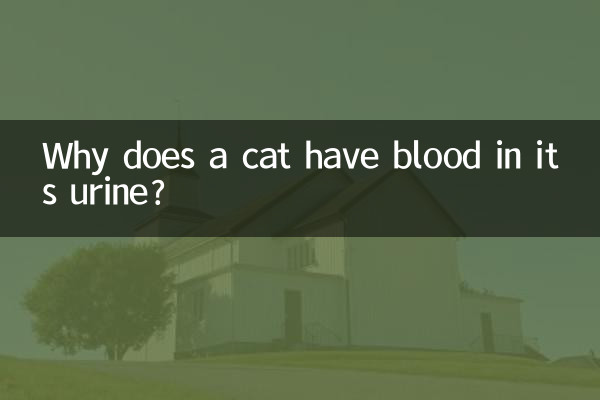 고양이의 소변에 피가 섞인 이유는 무엇입니까?