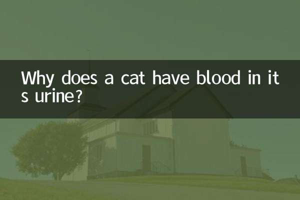 고양이의 소변에 피가 섞인 이유는 무엇입니까?