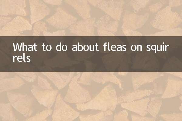 What to do about fleas on squirrels
