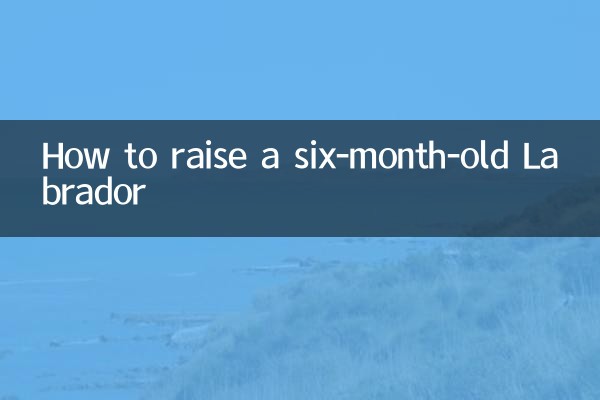 Cómo criar a un labrador de seis meses