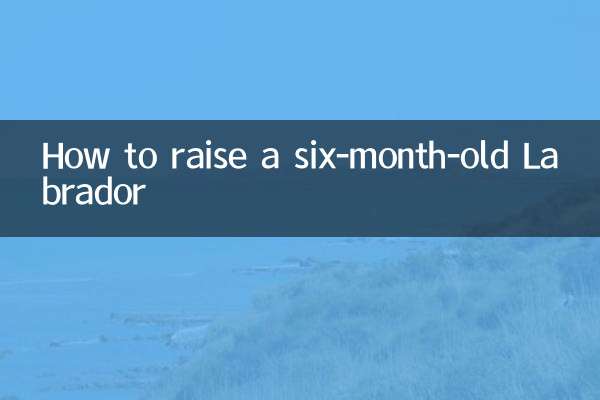 6개월 된 래브라도를 키우는 방법