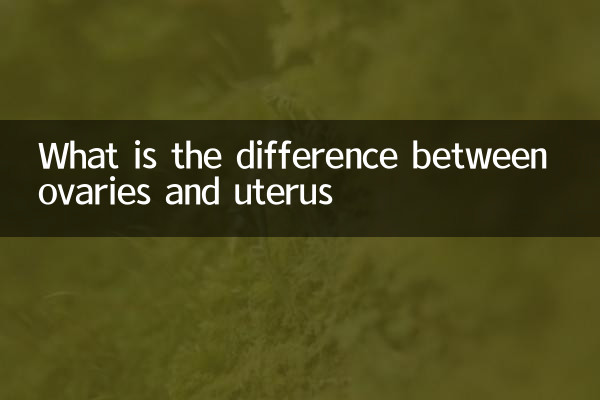 Was ist der Unterschied zwischen Eierstöcken und Gebärmutter?