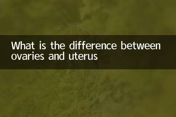 В чем разница между яичниками и маткой